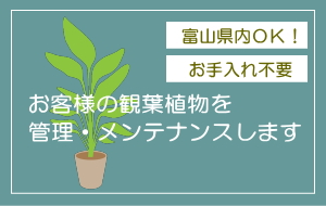 お客様の観葉植物を管理・メンテナンスします