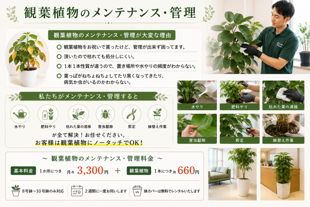 観葉植物のメンテナンス・管理