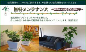 観葉植物のレンタルをご契約すると、今お育ての観葉植物をキレイにします