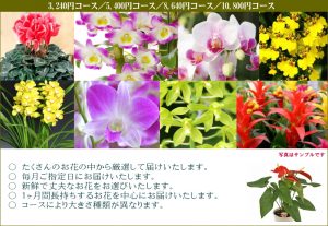 花鉢