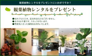 観葉植物レンタルをプレゼントにいかがですか？