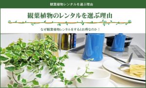 観葉植物レンタルを選ぶ理由