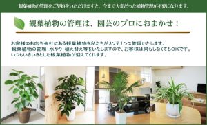 観葉植物のメンテナンス