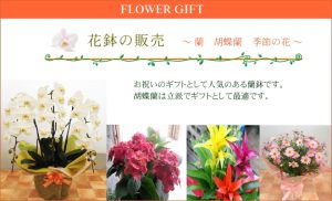 花鉢、胡蝶蘭の販売