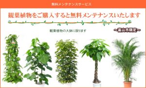 観葉植物をご購入すると無料でメンテナンス致します