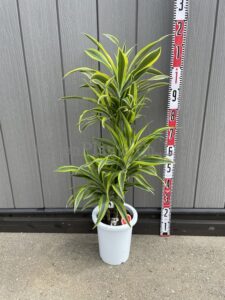 ワーネッキーレモンライム8号