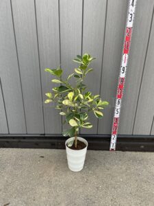 斑入りクルシアゴム