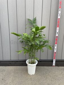 高性チャメドレア