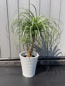 ポニーテール