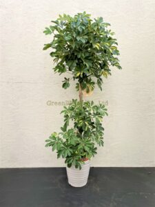 カポックスタンド斑入り
