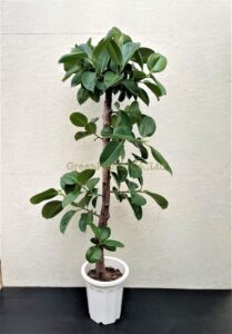 枝ゴム1