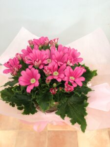 花鉢の販売