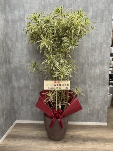 観葉植物販売