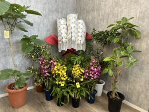 観葉植物・花鉢の販売