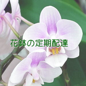 花鉢の定期配達