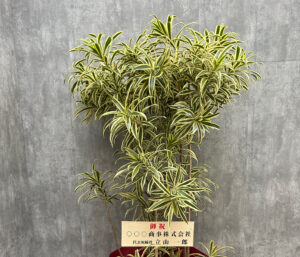観葉植物販売