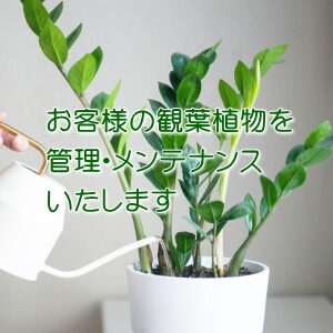 お客様の観葉植物を管理・メンテナンスいたします