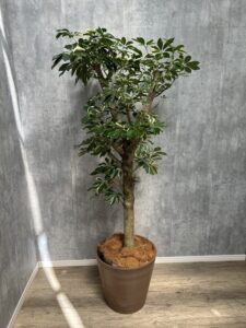 3）カポック白斑　太朴19,800円