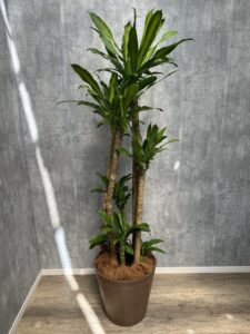 6）ドラセナマッサン16,500円