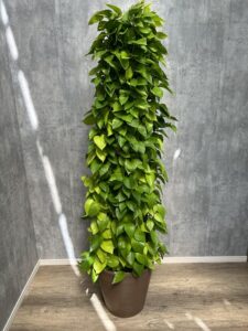 8）ライムポトス16,500円