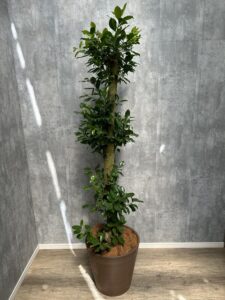 22）ガジュマル13,200円