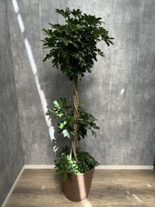 12）カポックスタンド緑１色16,500円