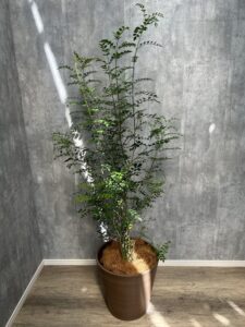 14）シマトネリコ13,200円