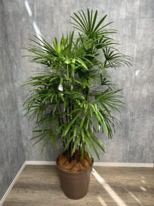 20）シュロ竹19,800円