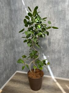 28）ベンガレンシスゴム22,000円