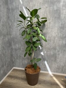 29）ベンガレンシスゴム22,000円