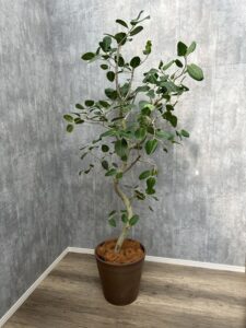 30）ベンガレンシス大26,400円