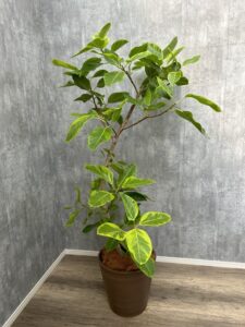34）アルテシーマ24,200円