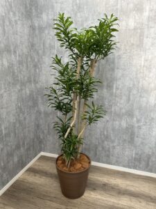 15）ジャマイカ19,800円