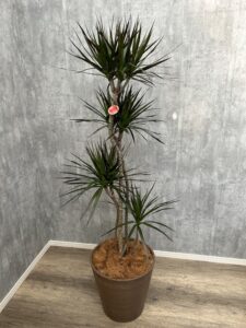 41）コンシンネマジェンタ16,500円
