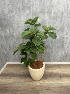 2）ウンベラータ11,000円