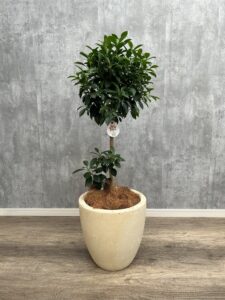3）フィッカスナナ7号　9,900円
