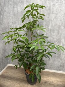 7）シェフレラチェンマイ9,900円