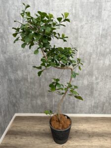 22）トライアンギュラリス11,000円