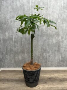 25）パキラ1本朴8,800円