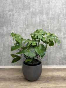 28）モンステラ5,500円