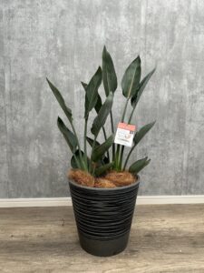 29）ストレチアレギネ8,800円