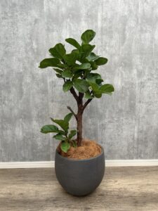 32）フィッカスリラータ8,800円