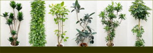 ～観葉植物ストック一覧～