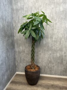 44）パキラアミ16,500円