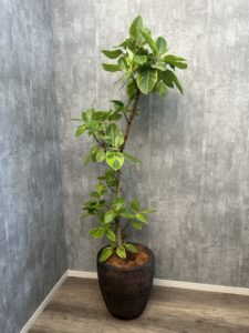 36）アルテシーマ22,000円