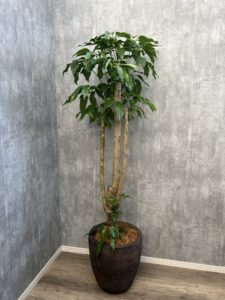43）ブラッサイア16,500円