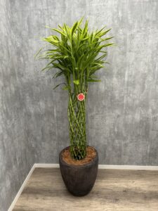 4７）サンデリアーナゴールド16,500円