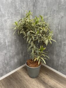 36）インディアナ8,800円