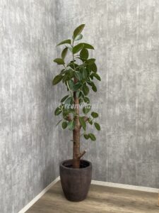 26）ゴムの木枝15,000円+税