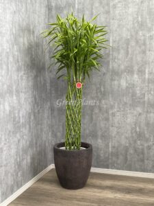 8）サンデリアーナゴールド15,000円+税